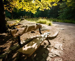 Bench in Park With Trees and Sunshine