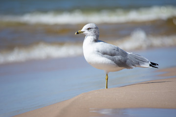 Seagull at the coast