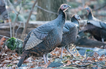 Wild Turkey in the Sunrise