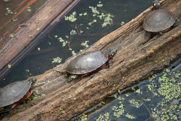 Painted Turtle on a log