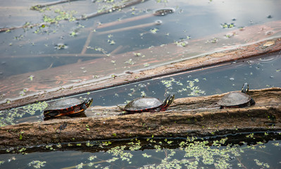 Three Turtles on a Log