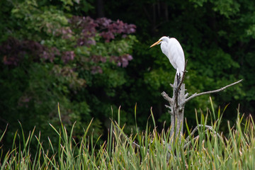 Great Egret in Marsh