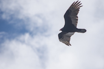 Turkey Vulture in Flight