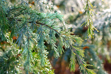 Zweig einer Himalaya-Zeder mit Tautropfen - branch of a Himalayan cedar tree with drops of water