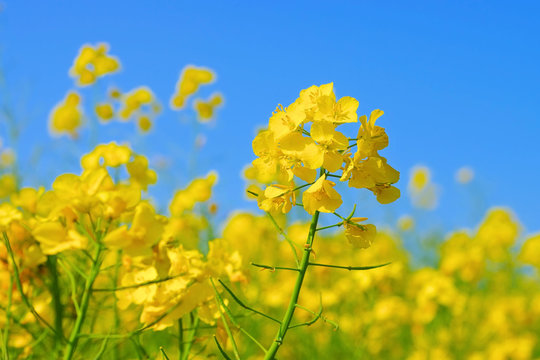 Raps, eine gelbe Rapsblüte im Frühling -  a yellow rapeseed flower in spring
