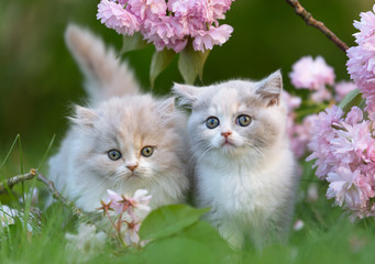 2 Kitten im Frühling zwischen Blumen