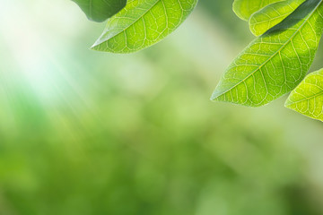 Green leafs with bokeh background design for copy space,text and titles
