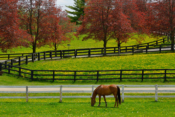 Horse grazing in paddock with grass and dandelion flowers and red maple trees in Spring - obrazy, fototapety, plakaty