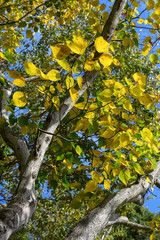 アカメガシワの紅葉