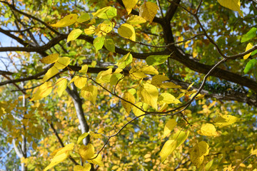 アカメガシワの紅葉