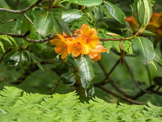 gold orange copper colored rhododendron in washington garden