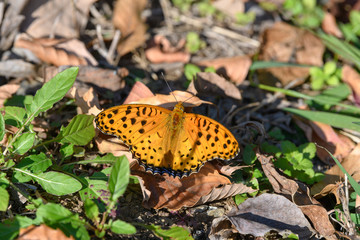 ツマグロヒョウモン