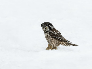 Northern Hawk Owl Standing on Snow in Winter
