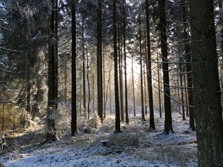 Winter im verschneiten Wald