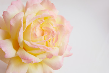 Rose on a light background