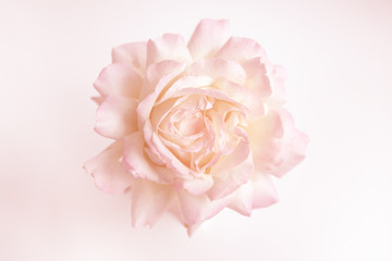 Fototapeta na wymiar Rose on a light background
