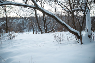 Fototapeta premium Winter park in the snow in the evening