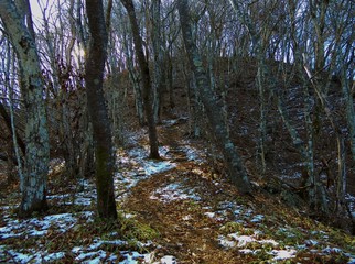 本社カ丸の山道