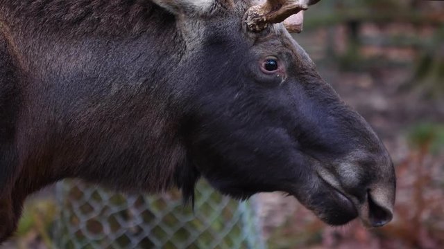 Close up of male moose from the side chewing