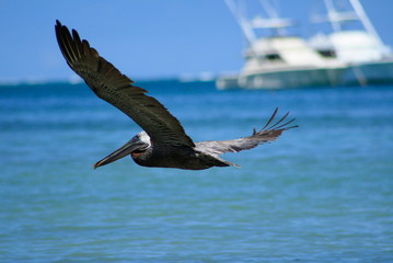 Flying Pelican 