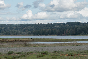 blue waters of the puget sound with green growing shoreline