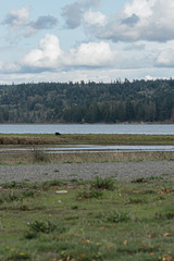 blue waters of the puget sound with green growing shoreline