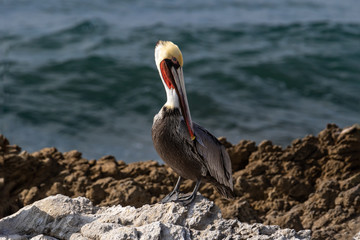 California Brown Pelican (Pelecanus occidentalis), standing on rock near Malibu, California. Looking at camera. Pacific ocean in background. 