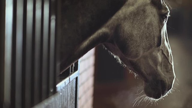 Arabian Horse in a Box Head Shot Slow Motion Video.