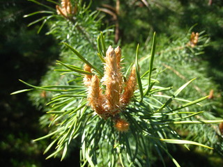 young shoots of pine branches