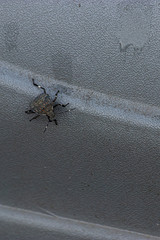 flat black stick bug on metal in outdoor setting of washington