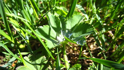 green plant in the garden with dew