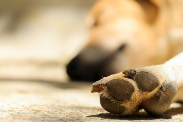 The typical mutt dog from farms in the interior of MG, Brazil.