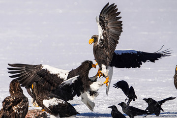 オオワシとオジロワシ
