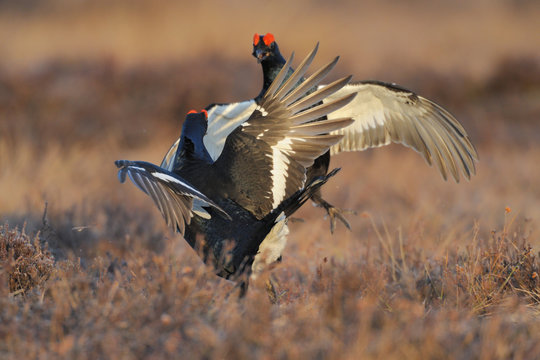 Birkhuhn Tetrao tetrix