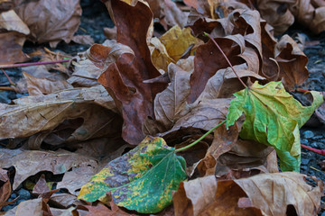 mix of fallen leaves on concreat ground with brown and green colors