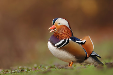 Mandarinente Aix galericulata