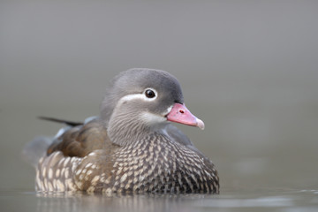 Mandarinente Aix galericulata