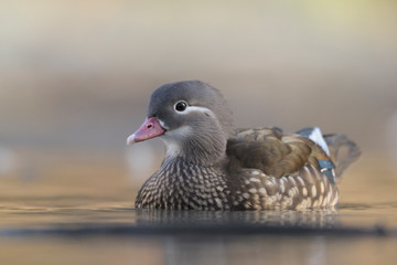 Mandarinente Aix galericulata
