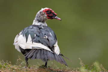 Moschusente Warzenente Cairina moschata
