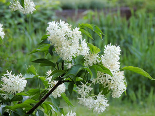 Caucasian bladdernut or Colchis bladdernut during flowering