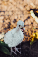 Pollito cantando en el amanecer