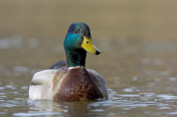 Stockente Anas platyrhynchos