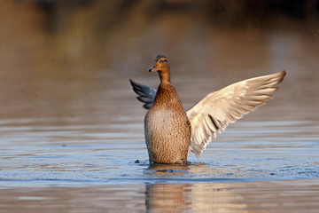 Stockente Anas platyrhynchos