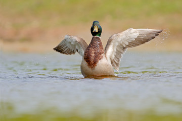Stockente Anas platyrhynchos