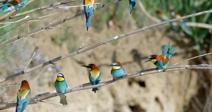 The European bee-eater (Merops apiaster) colony in Nin, Croatia