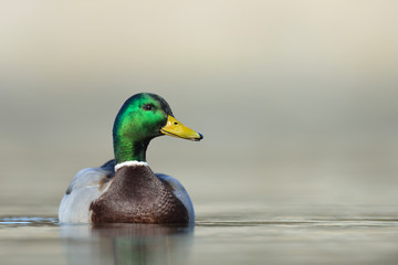 Obraz premium Stockente Anas platyrhynchos