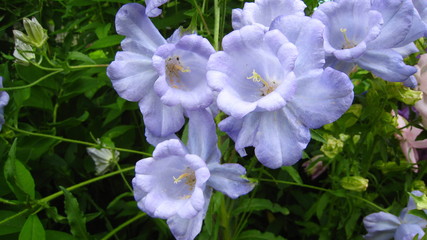 blue flowers in the garden