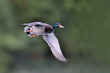 Stockente Anas platyrhynchos