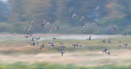 Stockente Anas platyrhynchos