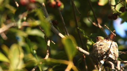 Hummingbird sitting alone  